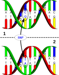 500px-Dna-SNP.svg
