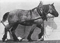 200px Muybridge horse walking animated Gänge, selten auch Allüren, in Potsdam